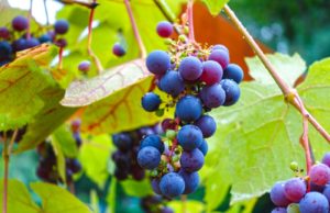 “Vitivinicoltura andriese-coratina: innovazioni di interesse per la crescita del settore”: se ne parla in un incontro a Corato