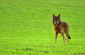 AL LUPO AL LUPO – Tra leggenda e realtà