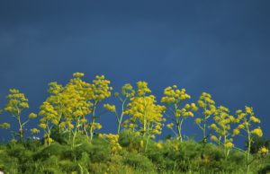 Torna “Ferula Fest – Talenti Spontanei”: musica e gusto per vivere una notte magica sulla Murgia