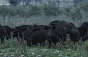 IL cinghiale da problema a risorsa è possibile?
