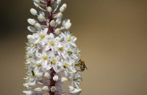La Scilla – Una pianta magica dalle credenze popolari