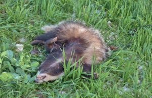 Il Tasso (Meles meles) da sempre presente sulla nostra  Murgia