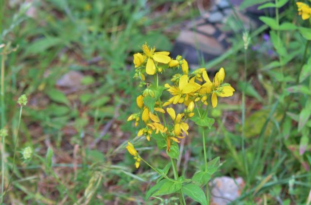 Iperico in fiore particolare