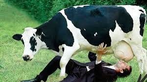 “Sistema Trani” Corato terra di conquista – Molte le vacche da mungere