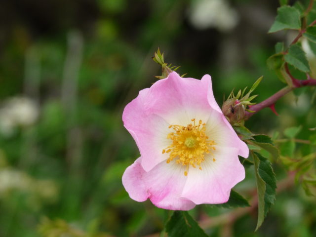 Fiore di Rosa canina