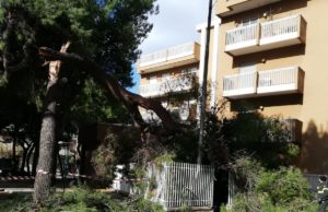 Le raffiche di vento stanno abbattendo una serie di alberi in città