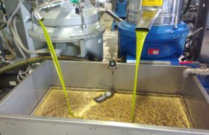 Cosa si cela dietro il crollo dei prezzi del nostro olio e delle nostre olive?