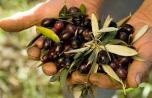 Mercato dell’olio d’oliva in picchiata, persi nell’arco di pochi giorni più di € 150 a q.le – Il punto di Tommaso Loiodice