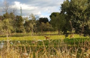 I residenti di via Francavilla aggrediti da cani randagi. Parlano le vittime (foto)