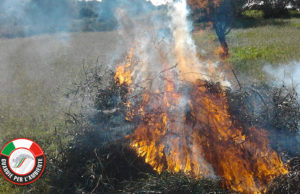 Abbruciamento potature – Facciamo chiarezza – È normale pratica agricola.