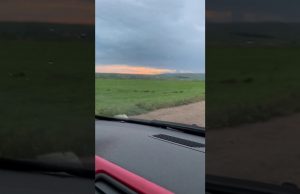 Proliferano i cinghiali: ai tempi del coronavirus trovano terreno fertile (VIDEO)