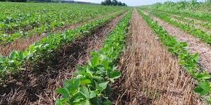 Agricoltura, crescono le coperture assicurative