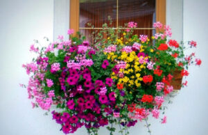 Al via la quarta edizione del concorso “Balcone in Fiore” – organizzata dalla Pro Loco