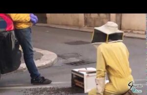 Api, volpi e cinghiali alla conquista della città