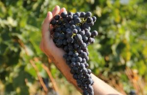 Dal prof. Novellino “la cura del vino” per abbattere il Coronavirus