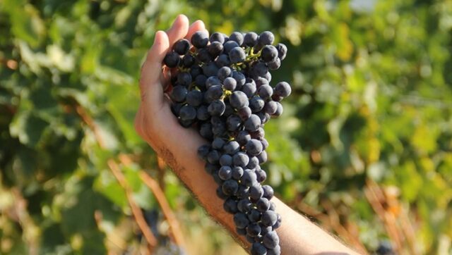 Grappolo di Aglianico, caratteristiche e profumi del vino e vitigno Aglianico