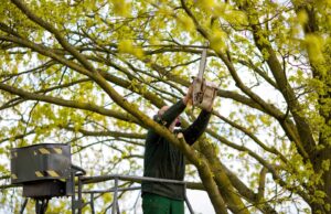 Potatura alberi: divieti al traffico veicolare su via Padre Savarese