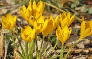 Lo Zafferanastro giallo sulla nostra Murgia: una pianta solo da ammirare