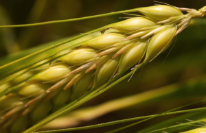 “Spiga Verde 2020”: anche Andria tra i comuni candidati