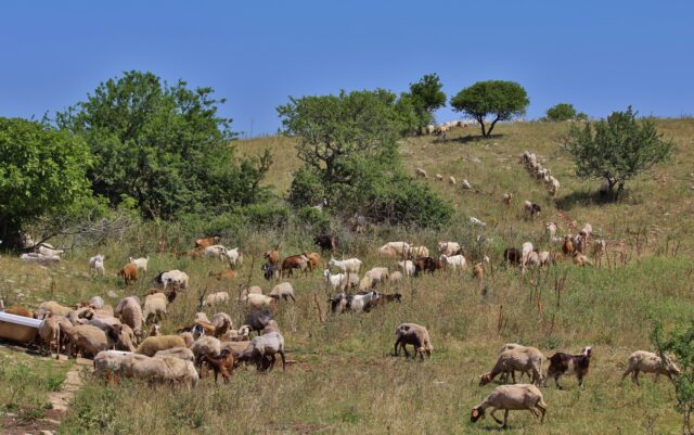 Gregge all'abbeverata