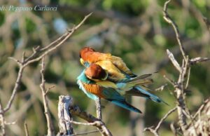 Il Gruccione, l’arcobaleno volante che ha colorato i cieli della nostra Murgia in estate