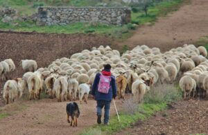 Cavallari o survegliand: uomini tra mito e leggenda protagonisti della transumanza