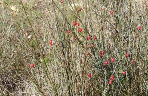 La ginestrella, pianta usata per la fabbricazione delle scope, cresce rigogliosa nel bosco “Scoparella”