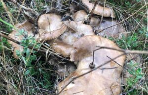 Il “re della Murgia”, sua maestà il cardoncello: un vero e proprio alimento funzionale.