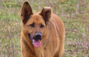 Wally, una vita tra canile, città e masseria