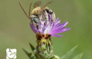 Al via il progetto “Alta Murgia: un Parco per api e farfalle”