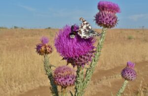 Il cardo dell’asino, dal passato ad oggi, gli usi di questa pianta murgiana