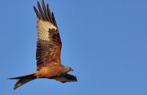 Il Nibbio reale, simbolo della nostra Murgia