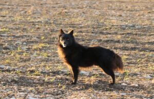 Devil: il tremendo mini cane da pastore