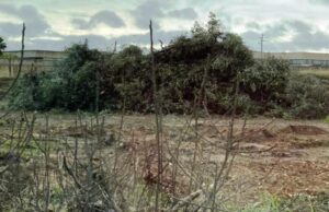 Ulivi estirpati, Piarulli (M5s): «Gli alberi sani vanno sempre tutelati, ci batteremo per salvarli»