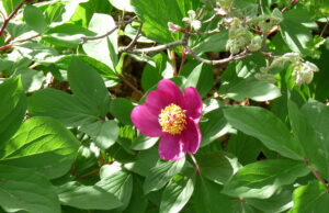 Rosa di montagna sulla Murgia: pianta rara dalle credenze popolari