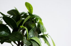 “U ficus Beniamine”