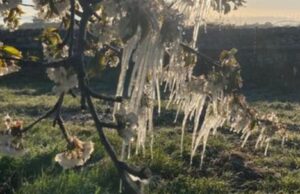 Gelate in Puglia, Piarulli: “Risposte immediate agli agricoltori, si quantifichino e si liquidino i danni”