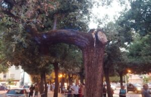Corso Mazzini, si spezza un albero e rischia di cadere