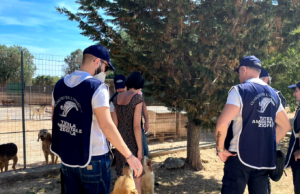 Segregati in una villetta in precarie condizioni igienico-sanitarie: per i cani maltrattati ora inizia una nuova vita