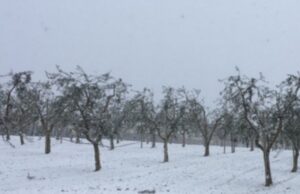 Sbloccati i fondi relativi alla gelata del 2018