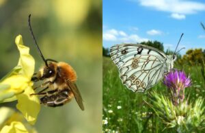 Il Parco dell’Alta Murgia tra i parchi più virtuosi d’Italia per la salvaguardia degli impollinatori