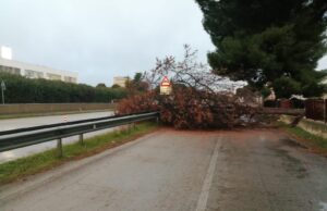 (Foto) Corato, grosso albero cade sulla complanare e invade parte della sp 231