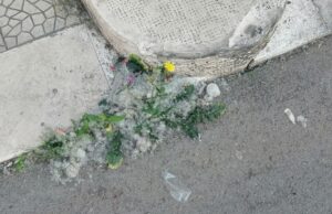 Zona via Teano invasa da batuffoli bianchi, i residenti: “Costretti a vivere chiusi, siamo stanchi non sappiamo a chi rivolgerci” (Foto)