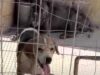 Rifugio lager, 32 cani ridotti in condizioni pietose salvati dai volontari LEAL sezione di Corato (Foto e video)