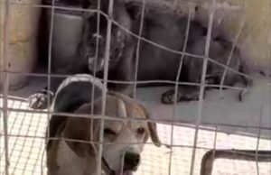 Rifugio lager, 32 cani ridotti in condizioni pietose salvati dai volontari LEAL sezione di Corato (Foto e video)