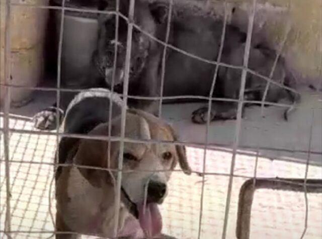 sequestro cani Gravina di Puglia 1