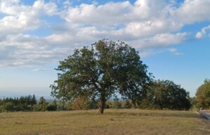 “Il tempo del Creato”: una passeggiata meditativa nella natura del nostro territorio estesa a tutti i cittadini