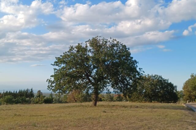 azione cattolica il tempo del Creato