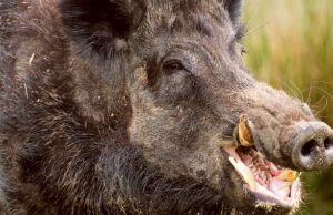 Parco dell’Alta Murgia, pastore attaccato e azzannato alla gamba da un cinghiale