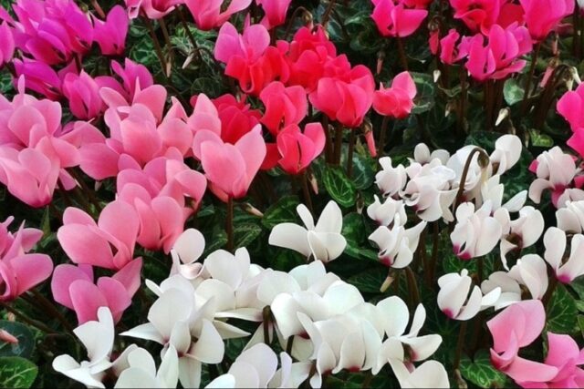 “Un ciclamino per l’Adisco”